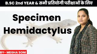 Hemidactylus  घरेलू छिपकली [upl. by Hsreh380]