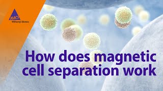 How does magnetic cell separation work [upl. by Gnel591]