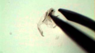 Drosophila Salivary Gland Dissection [upl. by Shirah]