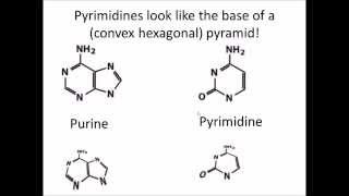 How to Remember DNA and RNA Nucleotides and their Structure [upl. by Nnayecats]