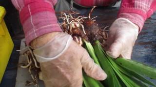 Treating amaryllis Hippeastrum off sets [upl. by Cott]