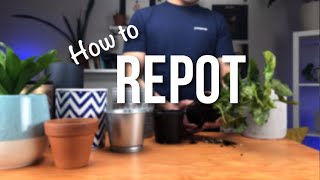 How to repot a plant  Beginners Guide to Repotting [upl. by Crooks]