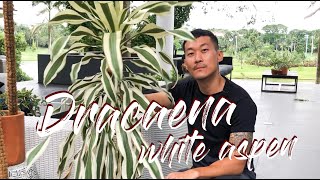 Dracaena Aspen White care and propagation [upl. by Marge]