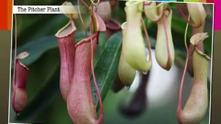 Insectivorous Plants  Macmillan Education India [upl. by Noel]