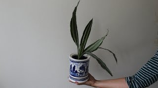 Dracaena drakenbloedboom stekken [upl. by Hnim]