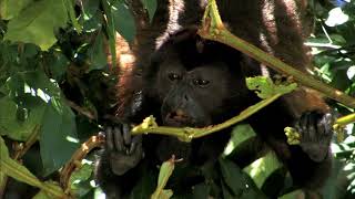 AGUAS TROPICALES  Documental Naturaleza HD 1080p  Grandes Documentales [upl. by Erinna]