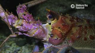 California Spiny Lobster  The Critter Corner [upl. by Arney628]