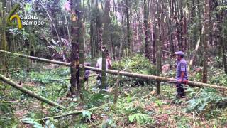 Guadua Bamboo Harvest and Treatment Process [upl. by Talya]