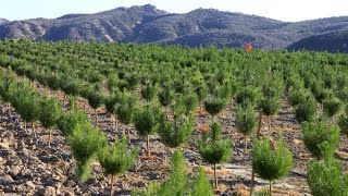 Raising Christmas Trees How A FamilyRun Christmas Tree Farm Grows Its Trees [upl. by Langelo]