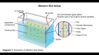 Western blot [upl. by Ycal]