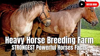 Heavy Horse Breeding Farm  STRONGEST Powerful Horses Facts [upl. by Brant39]