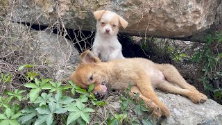 The cry for help of two dogs abandoned by their cruel owner on the side of the road and I saved them [upl. by Onileba]