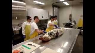 Postmortem examination on a grey seal [upl. by Namreg]