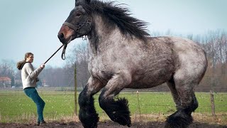 12 LARGEST Horse Breeds In The World [upl. by Ainocal748]