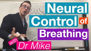 Neural Control of Breathing  Respiratory System [upl. by Petulah934]