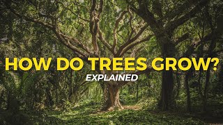 How Trees Grow  Eco Facts  One Tree Planted [upl. by Ylrehc]