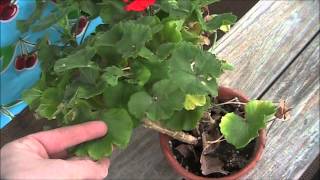 Overwintering Geraniums [upl. by Herates]