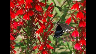 Lobelia cardinalis [upl. by Willing902]