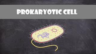 Prokaryotic Bacteria Cell Structure amp Function  Cell Biology [upl. by Sharia]