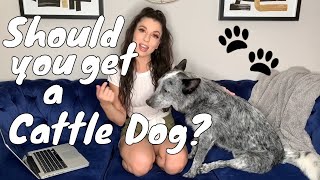 What to Know Before Getting an Australian Cattle Dog  What Blue Heelers are Like [upl. by Latoya]