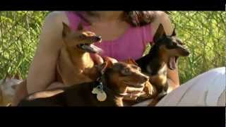 DOGS 101 Miniature Pinscher [upl. by Darra]