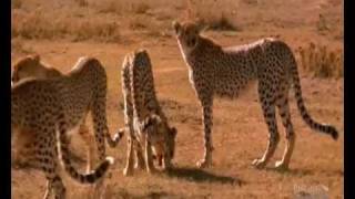 Leopard vs cheetahs vs hyena [upl. by Budworth]