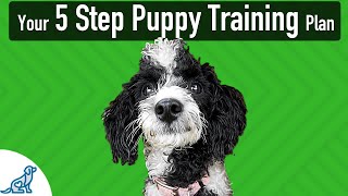 The 5 Steps To Follow When Teaching Your Puppy ANY Skill [upl. by Ativla]