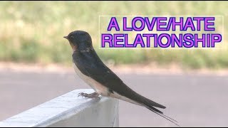 Barn Swallows Nesting NARRATED [upl. by Ern64]