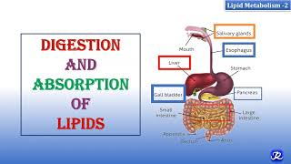 2 Digestion amp Absorption Of Lipids  Lipid Metabolism2  Biochemistry  NJOY Biochemistry [upl. by Nilkoorb]