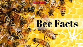 Bee Facts  All About Honeybees Bumblebees and Queen Bees [upl. by Ecitsuj951]