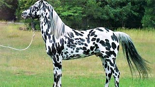 10 Beautifully Colored Rare Horse Breeds [upl. by Ialohcin]