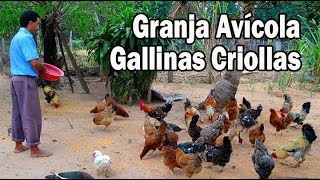 Granja avícola de Gallinas Criollas [upl. by Ativad]