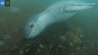 Leopard Seal Vocalizations  Antarctica  Lindblad ExpeditionsNational Geographic [upl. by Maurilla882]