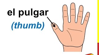 Spanish Lesson 23  THE FINGER NAMES in Spanish Los dedos de la mano en español [upl. by Harias]