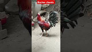 Bucher clarets [upl. by Melva809]