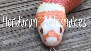 Species Spotlight Honduran Milk Snakes [upl. by Maribeth]