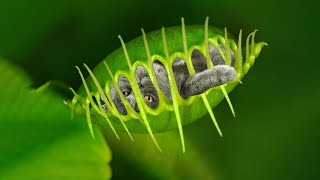 10 Deadly Plants That Eat Animals [upl. by Gavin]