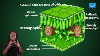 Adaptation of the leaf for photosynthesis  uLesson [upl. by Hanan637]