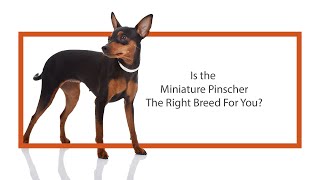 Everything you need to know about Miniature Pinscher puppies 2019 [upl. by Nothsa566]