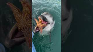 Dolphins Give Gifts [upl. by Asseral]