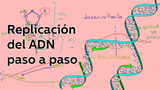 Replicación del ADN avanzada I  Biología  Educatina [upl. by Royden]