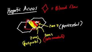 Liver Architecture Made Simple Classic Lobule Hepatic Lobule Heptaic Acinus [upl. by Aelaza70]