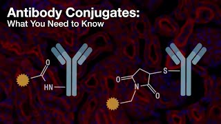 Antibody Conjugates What You Need to Know  CST Tech Tips [upl. by Kask]