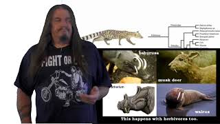 Systematic Classification of Life  ep42 Hominidae [upl. by Raskin]