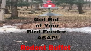 Does Your Bird Feeder Attract Rodents To Your Home [upl. by Sicard]