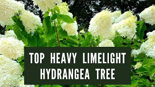 Top Heavy Limelight Hydrangea Tree How To Fix It [upl. by Anovahs]