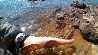 Rockfishing Méditerranée dans le Var pêche gobie et rascasse [upl. by Leanatan283]