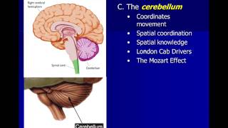 Neuroscience Subcortical Structures [upl. by Addiel]