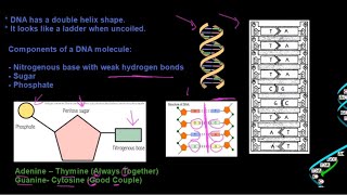 Grade 12 Life Sciences DNA The Code of Life Part 1 [upl. by Ayak945]