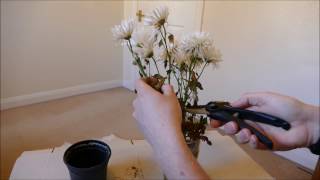 Making New Plants From A Cut Flower Bouquet [upl. by Erv]